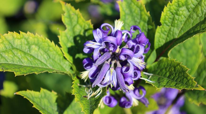 Клематис борщевиколистный (C. heracleifolia)