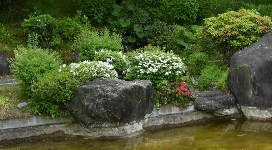Спирея кантонская (Spiraea cantoniensis) в японском саду