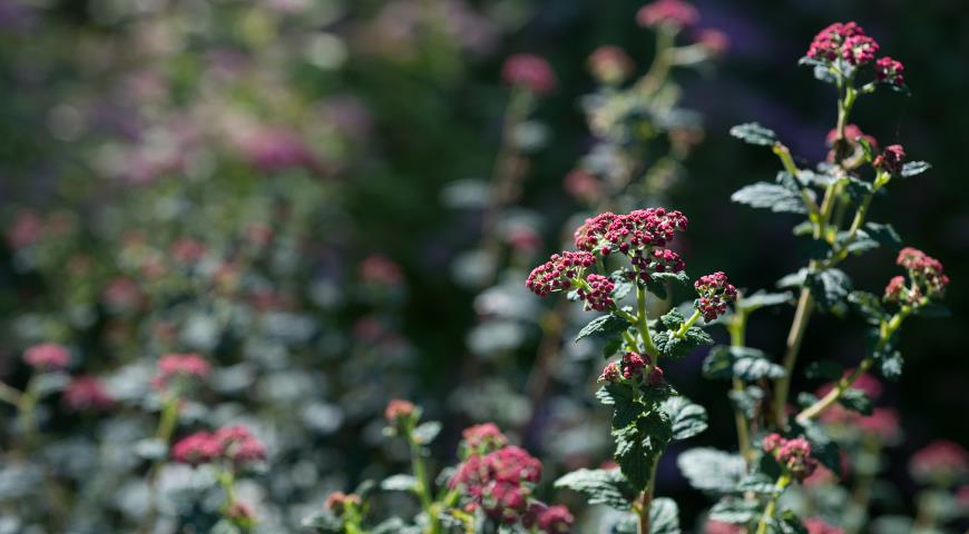 Спирея японская (Spiraea japonica) Bullata