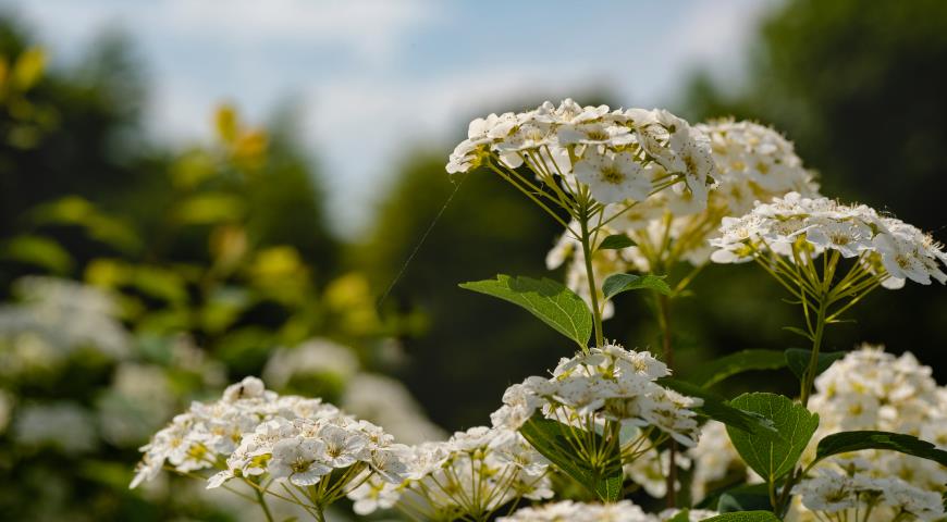 Спирея стелющаяся (Spiraea decumbens)