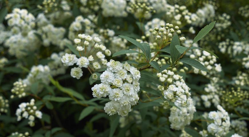 Спирея кантонская (Spiraea cantoniensis) Lanceata