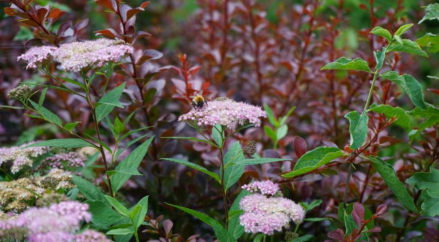 Спирея японская (Spirea japonica) Yellow Princess в саду