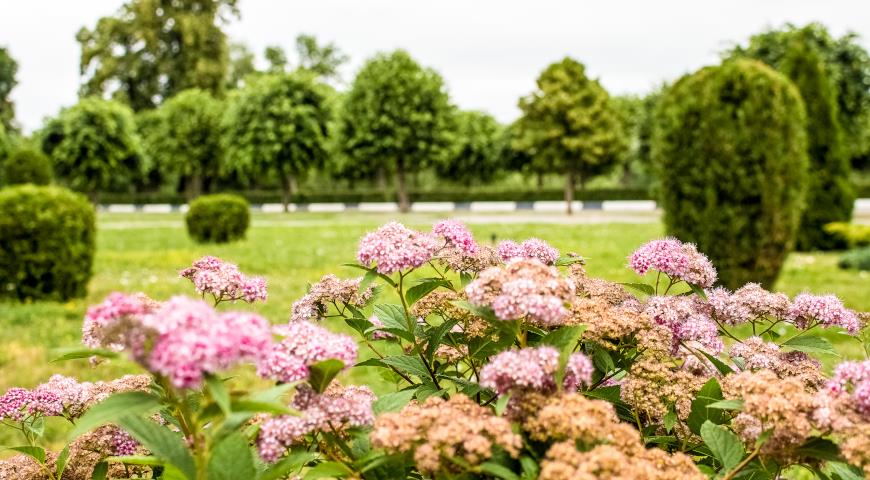 Спирея японская (Spiraea japonica)