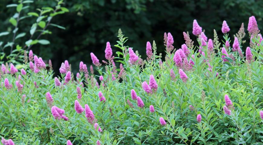 Спирея иволистная (Spiraea salicifolia)