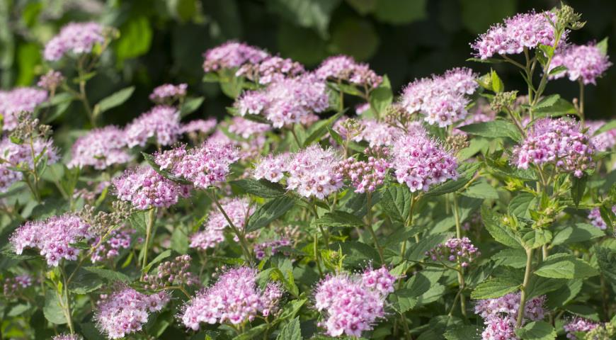 Спирея березолистая (Spiraea betulifolia) Pink Sparkler