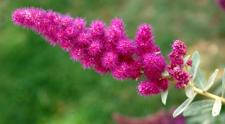 Спирея Дугласа (Spiraea douglasii)