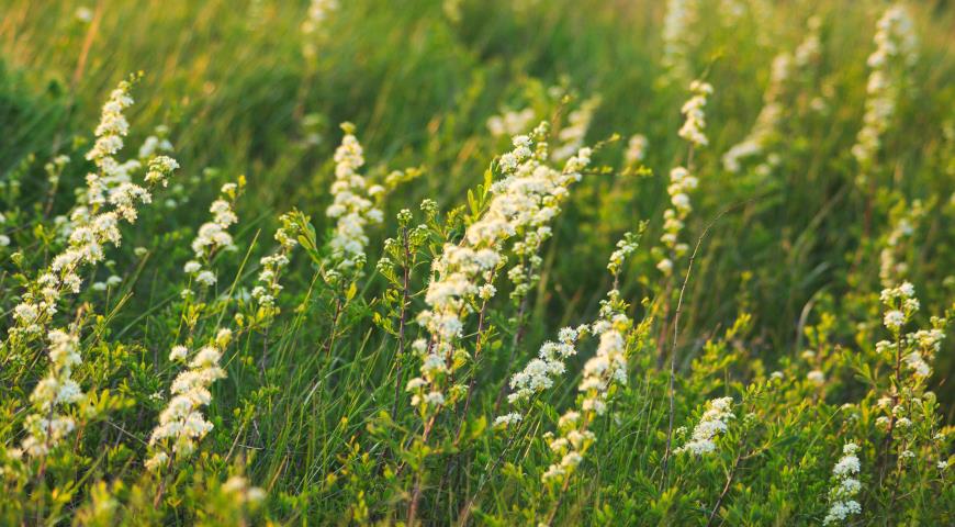 Спирея зверобоелистная (Spiraea hypericifolia)