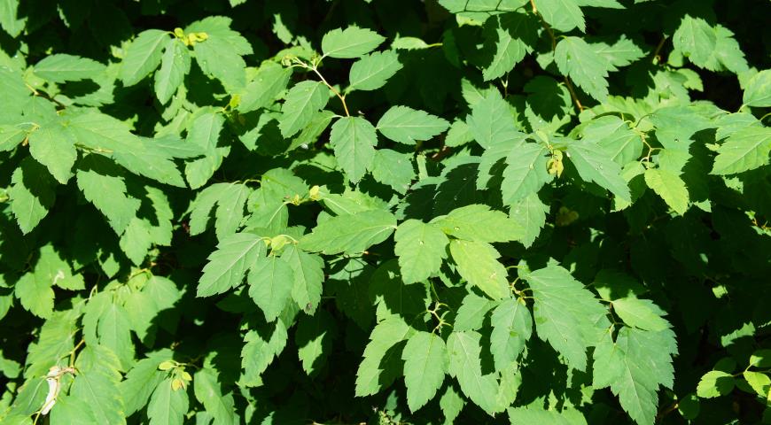 Спирея извилистая (Spiraea flexuosa)