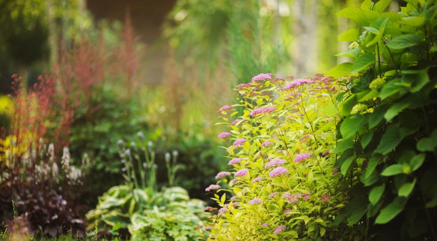 Спирея японская (Spiraea japonica)