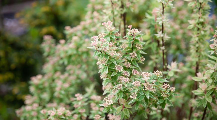 Спирея Вангутта (Spiraea x vanhouttei) Pink Ice (Catpan)