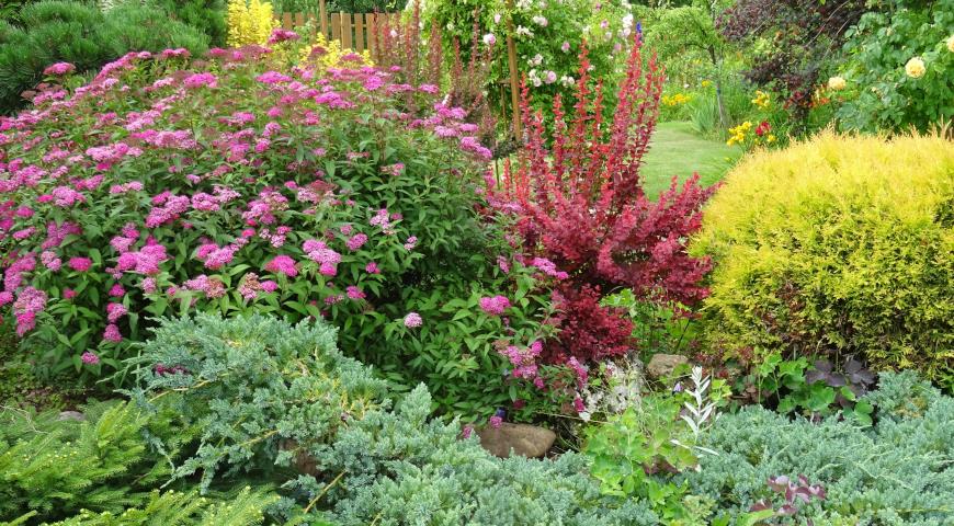 Спирея японская (Spiraea japonica) Crispa