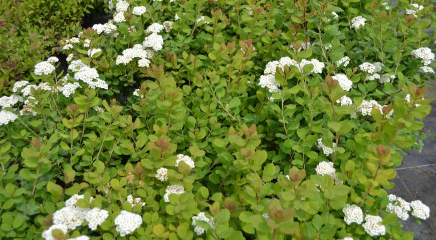 Спирея березолистая (Spiraea betulifolia) Tor