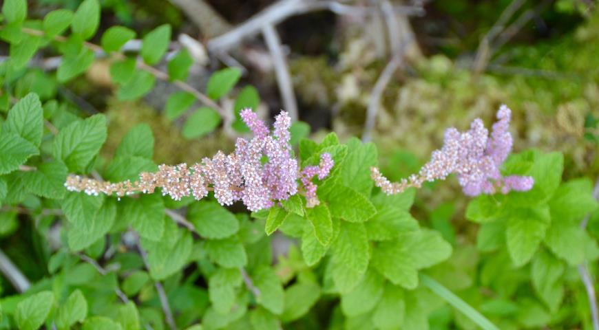 Спирея войлочная (Spiraea tomentosa)