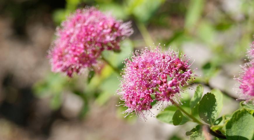 Спирея густоцветковая (Spiraea densiflora)