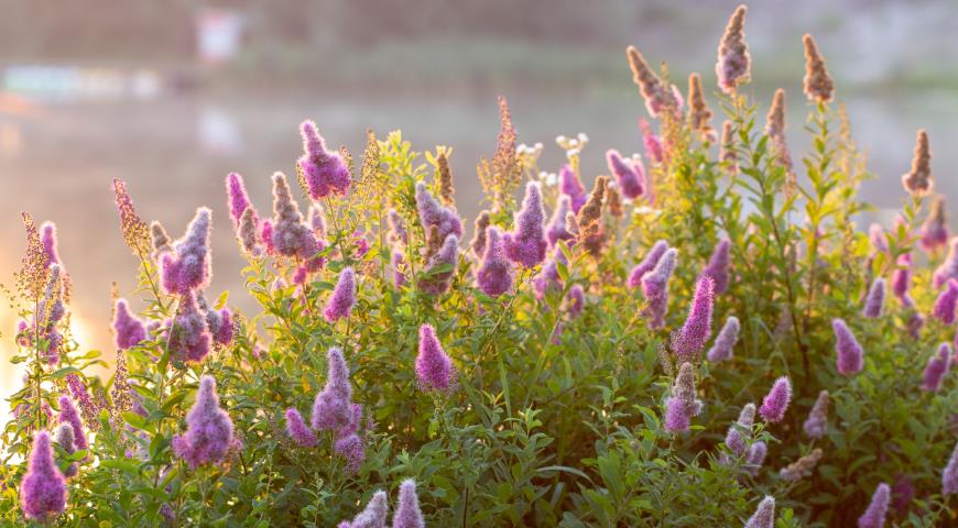 Спирея Билларда (Spiraea x billardii)