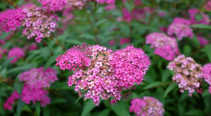 Спирея бумальда (Spiraea x bumalda) Anthony Waterer