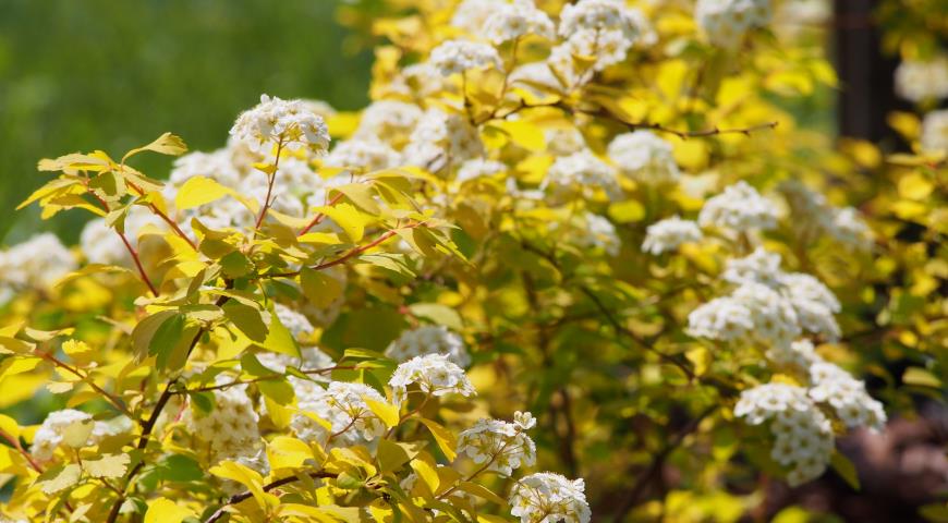 Спирея Вангутта (Spiraea x vanhouttei)