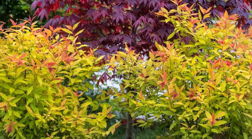 Спирея японская (Spiraea japonica) Goldflame