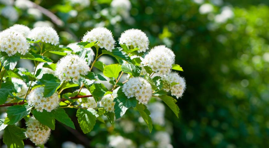 Спирея городчатая (Spiraea crenata)