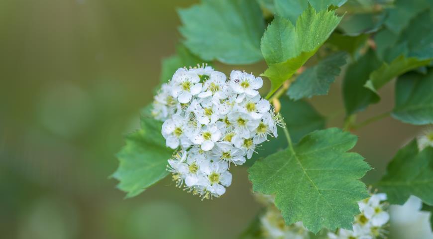 Спирея дубравколистная (Spiraea chamaedryfolia)