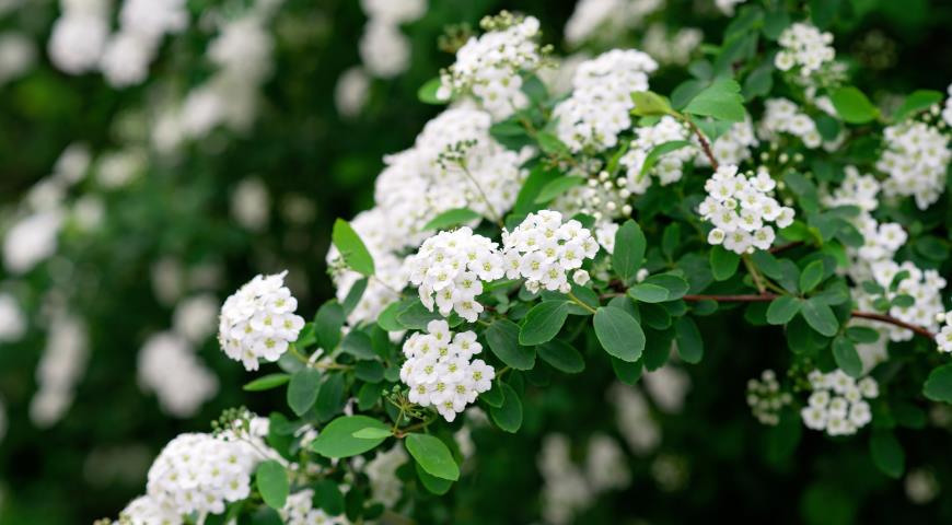 Спирея ниппонская (Spiraea nipponica)