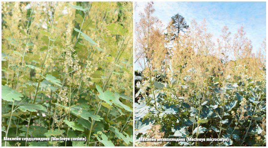 Маклейя сердцевидная (Macleaya cordata), Маклейя мелкоплодная (Macleaya microcarpa)