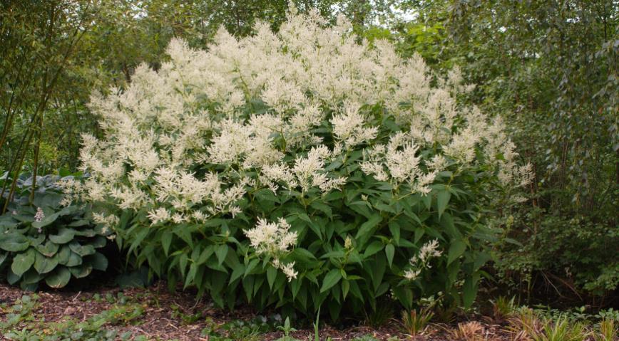 Горец полиморфный, изменчивый (Polygonum polymorpha)