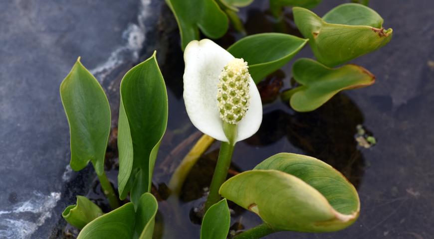 Белокрыльник болотный (Calla palustris) 