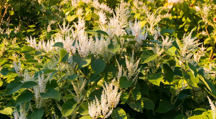 Горец сахалинский (Polygonum sachalinense)