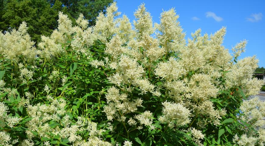 Горец альпийский (Polygonum alpinum, Aconogonon alpinum)