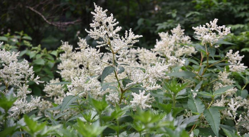 Горец полиморфный, изменчивый (Polygonum polymorpha)