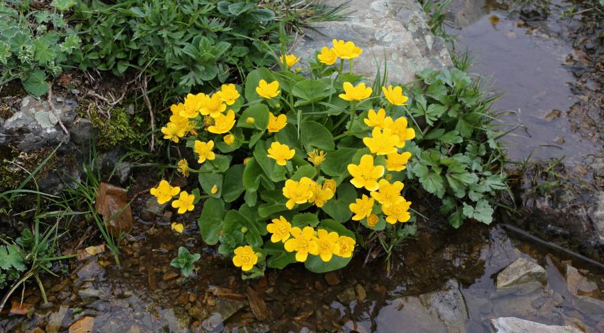 Калужница болотная (Caltha palustris)