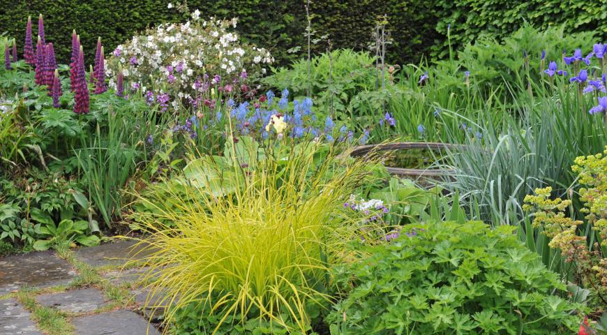 Осока прямая (Carex elata) Aurea