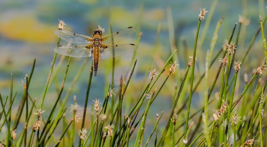 Болотница, ситняг (Eleocharis)