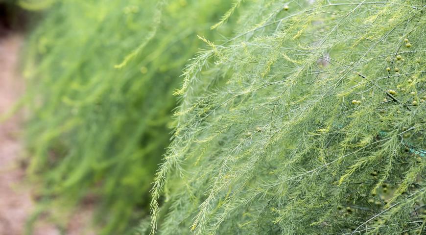 спаржа лекарственная (Asparagus officinalis)