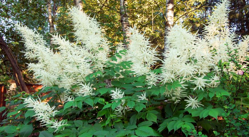 Волжанка двудомная (Aruncus dioicus) 