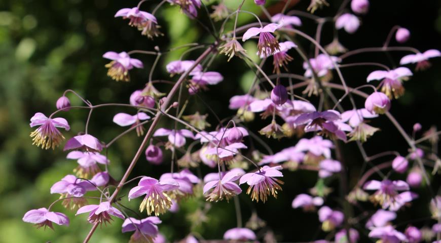 Thalictrum Delavayi