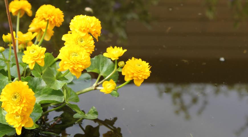 Калужница болотная (Caltha palustris) Multiplex 