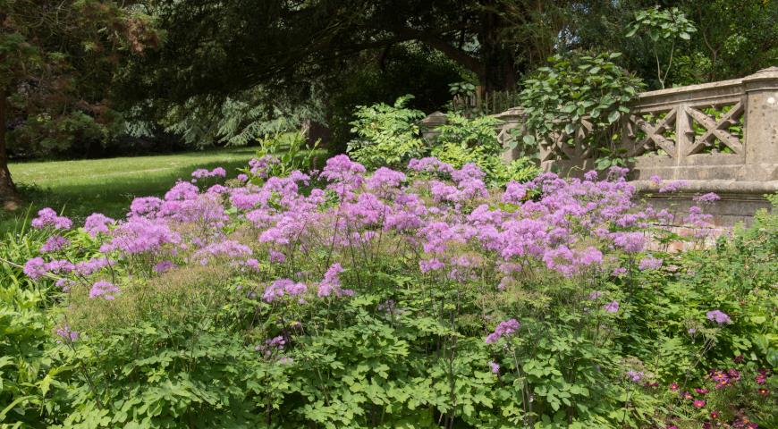 Thalictrum aquilegiifolium