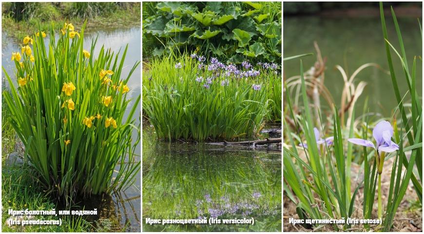 Ирис болотный, или водяной (Iris pseudacorus), Ирис разноцветный (Iris versicolor), Ирис щетинистый (Iris setosa)