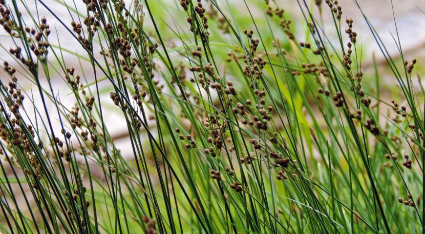 Ситник искривленный (Juncus inflexus)