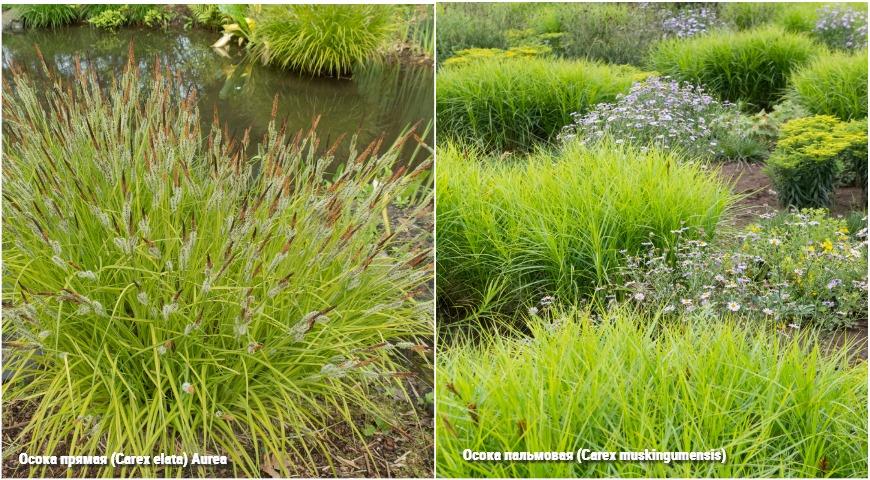 Осока прямая (Carex elata) Aurea, Осока пальмовая (Carex muskingumensis)