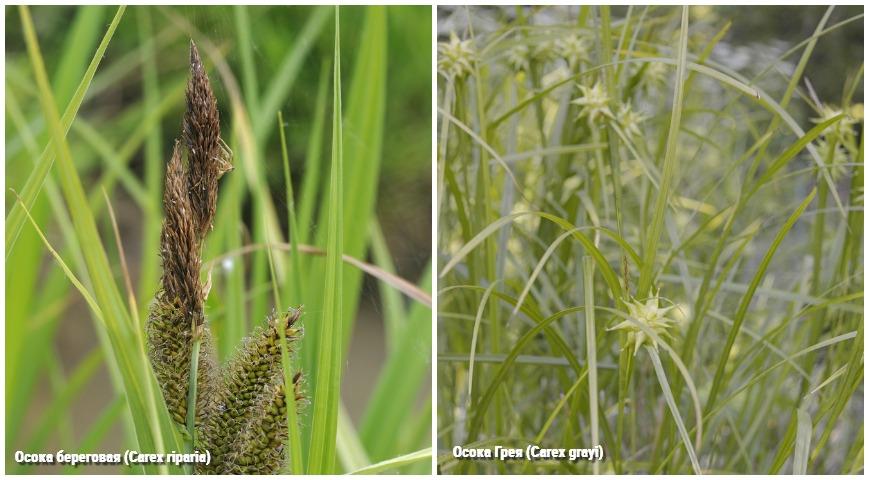 Осока береговая (Carex riparia), Осока Грея (Carex grayi)