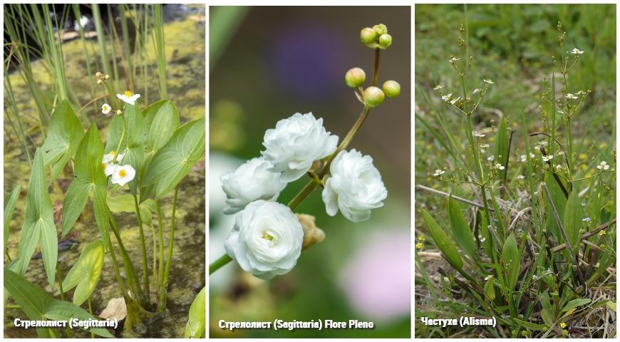 Стрелолист (Sagittaria) Flore Pleno, Частуха (Alisma)