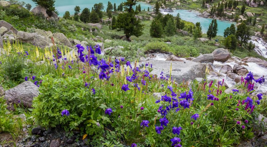 Аквилегия альпийская (Aquilegia alpina)