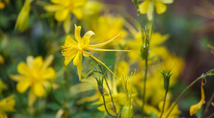 Аквилегия золотистоцветковая  (Aquilegia chrysantha)