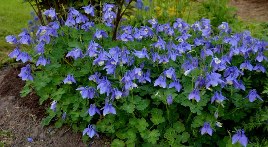 Аквилегия веерная, или вееровидная (Aquilegia flabellata)