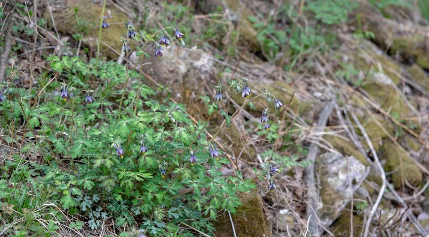 Аквилегия зеленоцветковая (Aquilegia viridiflora)