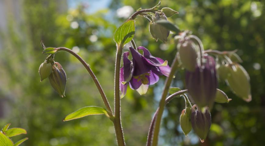 Аквилегия темная (Aquilegia atrata)