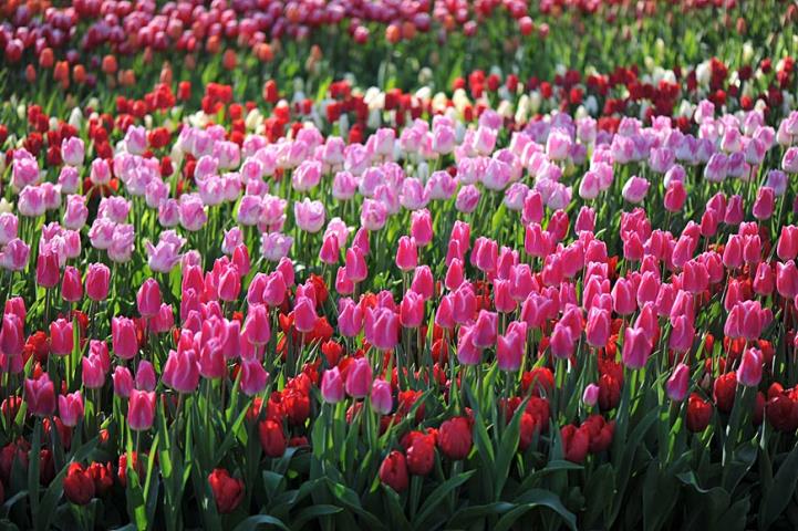 Тюльпаны в парке Кекенхоф 2023
